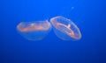 Crystal Jellyfish, Aequorea victoria, Monterey Aquarium, USA Royalty Free Stock Photo