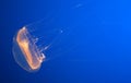 Crystal Jellyfish, Aequorea victoria, Monterey Aquarium, USA Royalty Free Stock Photo