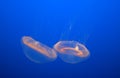 Crystal Jellyfish, Aequorea victoria, Monterey Aquarium, USA Royalty Free Stock Photo