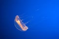 Crystal Jellyfish, Aequorea victoria, Monterey Aquarium, USA Royalty Free Stock Photo