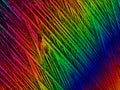 Crystal layer on microscope object glass, seen in polarized light. This causes random unforeseeable color effects