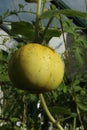Crystal lemon cucumber fruit in greenhouse