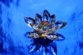 Crystal lotus on rich dark blue shiny table. Reiki meditation