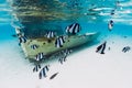 Crystal ocean with wreck of boat on sandy bottom and school of tropical fish, underwater in Mauritius