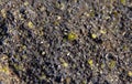 Crystal Olivine Royalty Free Stock Photo