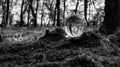 Crystal, Photo, Light, Glass Ball in bluebell wood forest showing upside down magnified image