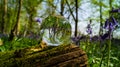 Crystal, Photo, Light, Glass Ball in bluebell wood forest showing upside down magnified image