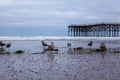 Crystal pier san Diego with seagulls Royalty Free Stock Photo