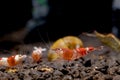 Crystal red bee dwarf shrimp look for food in aquatic soil among the other types of shrimp and stay near aquatic shell or snail