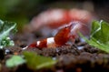 Crystal red wine dwarf shrimp eat vegetable as food and other shrimp as background in freshwater aquarium tank Royalty Free Stock Photo