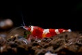 Crystal red wine dwarf shrimp look for food in aquatic soil in freshwater aquarium tank Royalty Free Stock Photo