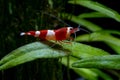 Crystal red wine dwarf shrimp stay on green leaf in freshwater aquarium tank