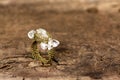 Crystal ring on an old wooden board