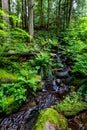 A Crystal Stream Flowing Through a Beautiful Primeval Rain Forest