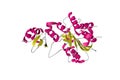 Crystal structure of caspase-9 in an inhibitory complex with XIAP-BIR3. Ribbons diagram in secondary structure coloring Royalty Free Stock Photo