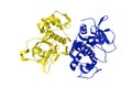 Crystal structure of cathepsin F, a protein that in humans encoded by the CTSF gene. Ribbons diagram with differently