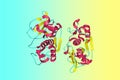 Crystal structure of cathepsin F, a protein that in humans encoded by the CTSF gene. Ribbons diagram in secondary