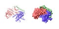 Crystal structure of CDK4 (pink) in complex with cyclin D1 (blue) and P27 inhibitor (green)