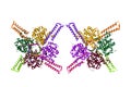 Crystal structure of herpes simplex virus. Ribbons diagram with differently colored protein chains. 3d illustration