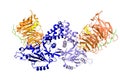Crystal structure of histone acetyltransferase complex