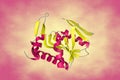 Crystal structure human adenine phosphoribosyltransferase. Ribbons diagram in secondary structure coloring based on