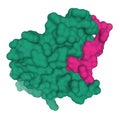 Crystal structure of the human calcitonin receptor ectodomain green in complex with a truncated salmon calcitonin analog pink