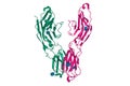 Crystal structure of human CD33, 3D cartoon model of homodimer with differently colored chains