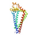 Crystal structure of human CD9, 3D cartoon model, white background