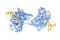 Crystal structure of human CYP11A1 in complex with adrenodoxin (orange) and cholesterol (red).