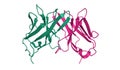 Crystal structure of the human T-cell co-receptor CD8 homodimer, 3D cartoon model isolated, white background