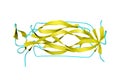 Crystal structure of interleukin-17A, a pro-inflammatory cytokine. Ribbons diagram in secondary structure coloring based