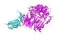 Crystal structure of MERS-CoV complexed with human DPP4 on white background. Rendering with differently colored protein