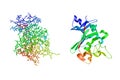 Crystal structure and molecular model of the fibrinogen-like domain of human angiopoietin-4. Rendering based on protein