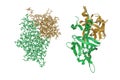 Crystal structure and molecular model of fibroblast growth factor 20 dimer. 3d illustration