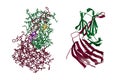 Crystal structure and molecular model of human galectin-14, a sugar binding protein. Rendering with differently colored