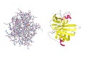 Crystal structure and molecular model of human granzyme H. 3d illustration