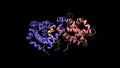 Crystal structure of the retinoblastoma protein AB domain, (pink and blue) bound to E2F peptide (brown)