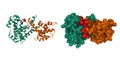 Crystal structure of the retinoblastoma tumor suppressor protein AB domain, (green and brown) bound to E2F peptide