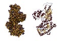 Crystal structure and space-filling molecular model of human brain-type creatine kinase, a transferase protein belonging