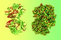 Crystal structure and space-filling molecular model of human dipeptidyl peptidase-4, a member of the prolyl