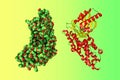 Crystal structure and space-filling molecular model of human glucokinase in complex with glucose and activator. 3d