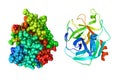 Crystal structure and space-filling molecular model of human granzyme M. Rendering based on protein data bank entry 2zgc