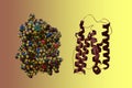 Crystal structure and space-filling molecular model of interferon alpha-2A, a recombinant interferon with antiviral