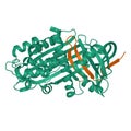 Crystal structure of thyroxine-binding globulin heterodimer, chains A and B