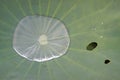 Crystal Water Drop on Green Lotus Leaf Royalty Free Stock Photo