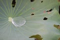 Crystal Water Drop on Green Lotus Leaf Royalty Free Stock Photo