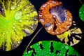 Crystal Water on Lotus Leaf