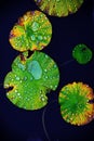 Crystal Water Rolling on Lotus Leaf