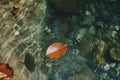 crystalclear spring with a leaf floating on the surface