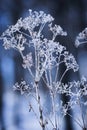 Crystalized dried foliage int he winter in the woods. Royalty Free Stock Photo